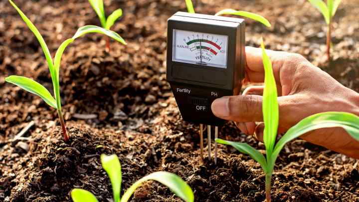 Як виміряти кислотність ґрунту
